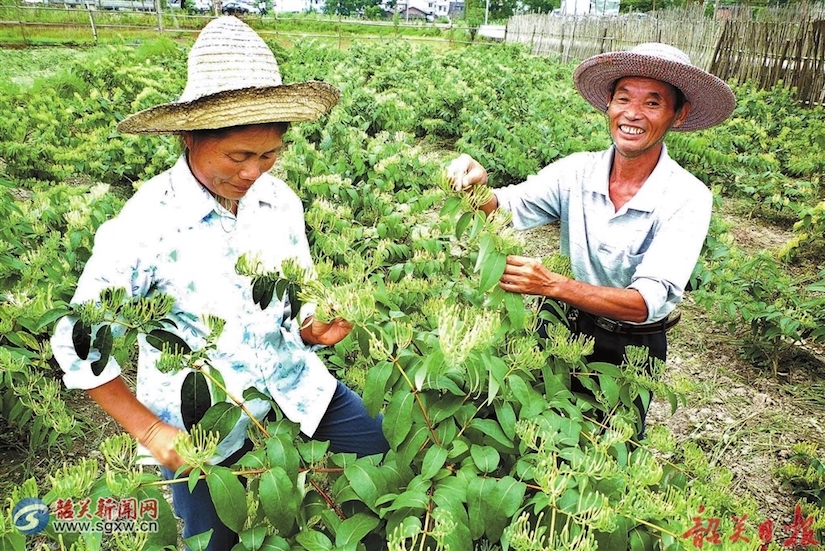 药材质量制约中医发展 中医药老字号积极布局